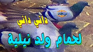 داني داني   لحمام  ولد  نيلية