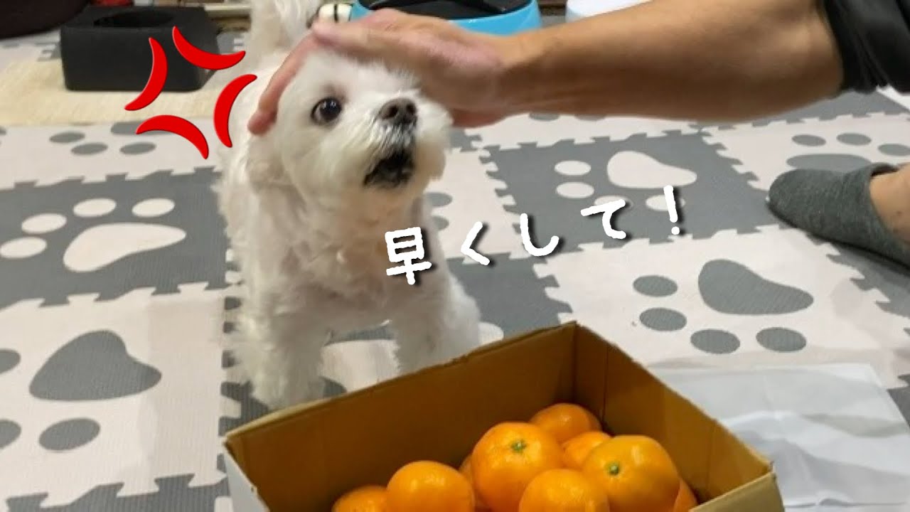 A dog loses his temper when faced with his favorite mandarin