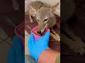 A Kind Man Helps a Frightened Wild Coyote #viral #trending #short