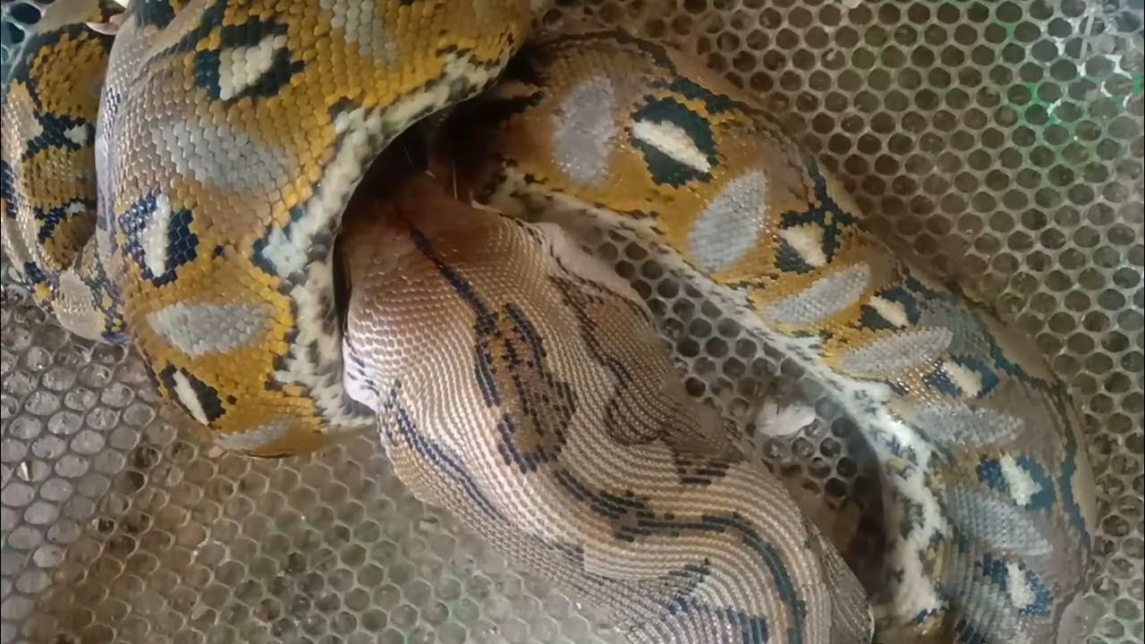 Panoorin kung paano lunokin ng sawa ang manok / python - YouTube