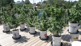 Flowering Cannabis Plants Outdoors in Five Gallon Buckets 2023