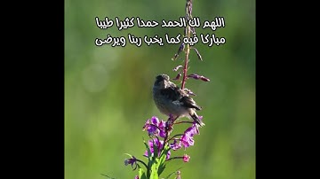 تلاوة خاشعة جميلة من سورة الأعلى/طبيعة وطيور(لا إله إلا الله محمد رسول الله)🤍