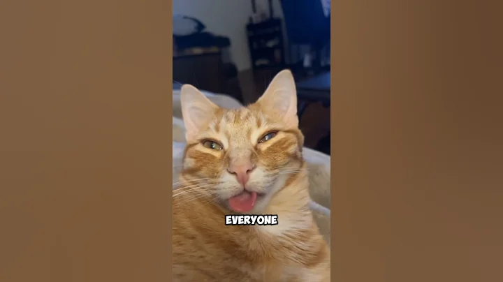 Watch the video about Here are the three friendliest cat breeds 😍#cute #kitten #cat #animals #funny