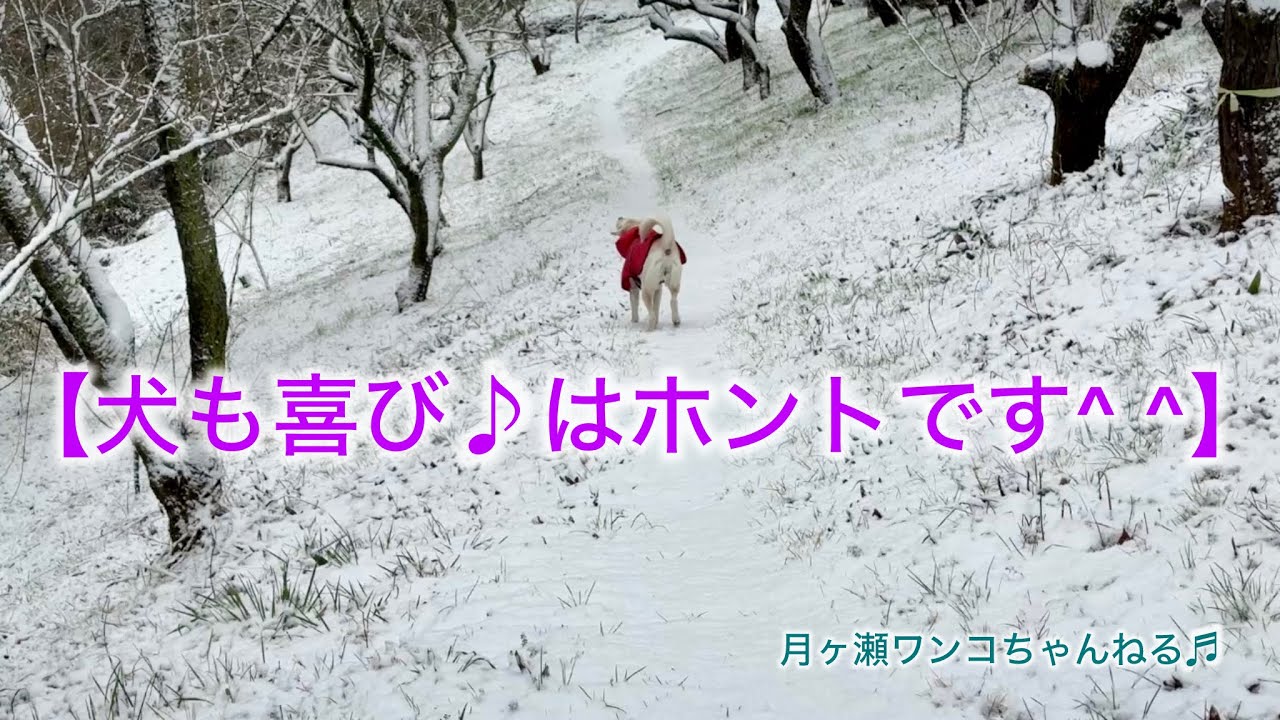 月ヶ瀬にも雪が降りました！