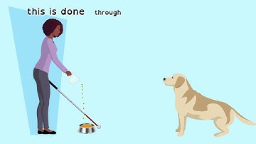 Blindconnect: Dog Guides