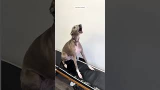 Este PERRO le gana al GALGO de sobras