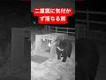 熊、二重罠に気付かず落ちる😨