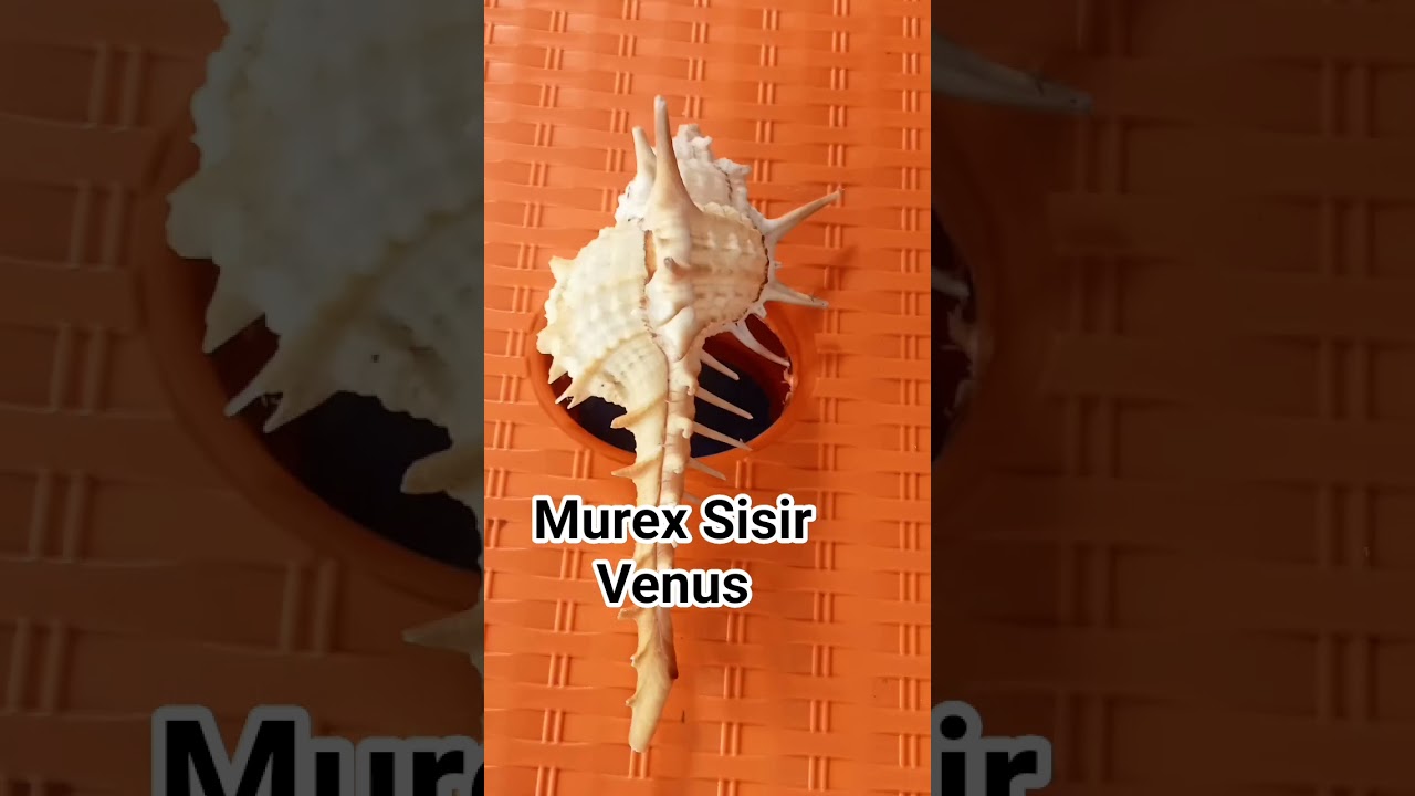 kerang Murex Sisir Venus 