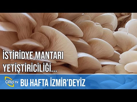 İstiridye Mantarı Yetiştiriciliği - BİZİM KÖY