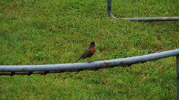 American Robin (Turdus migratorius) - Alarm Call