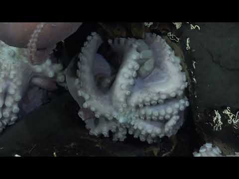 Octopus Odyssey | 4K ROV Highlights