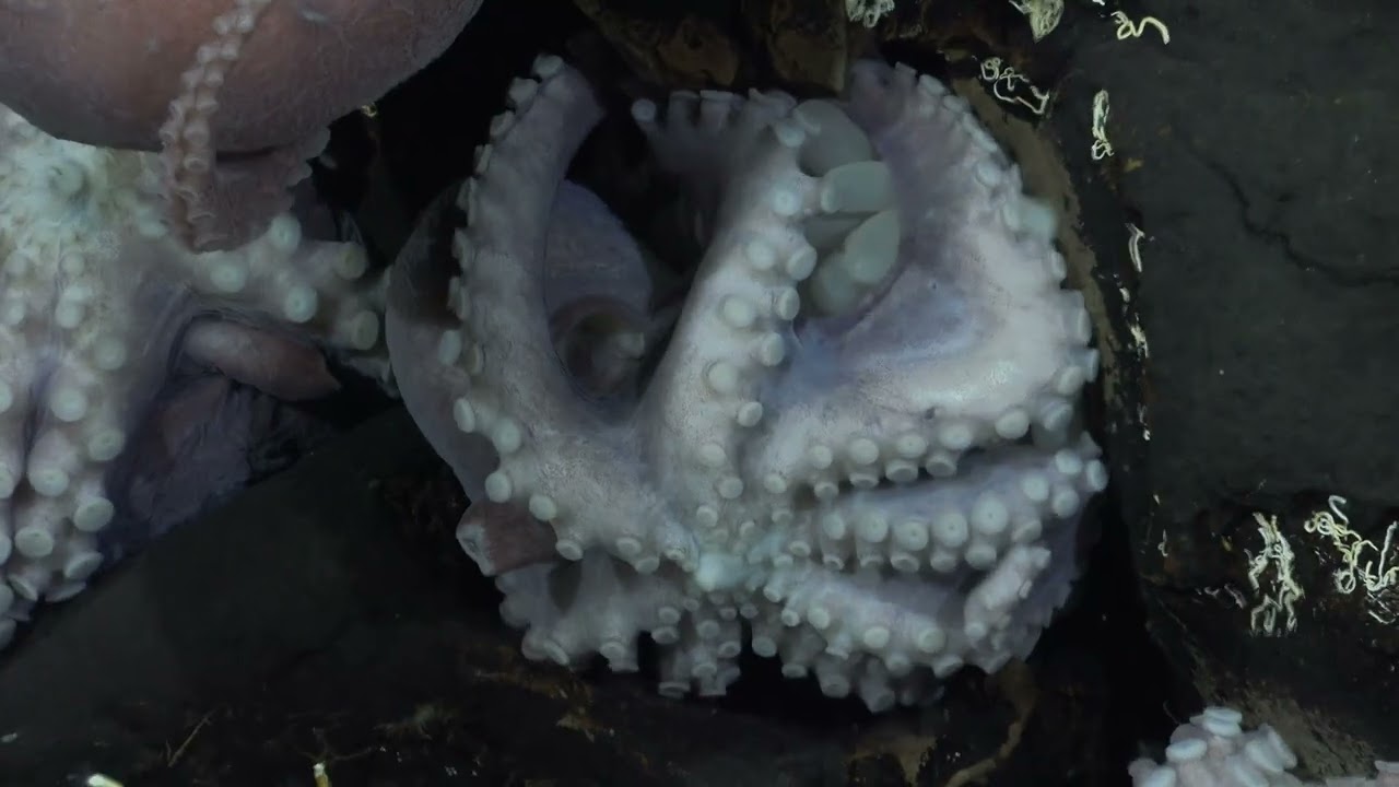 Escenas documentadas en video durante la expedición Octopus Odyssey al mar profundo, en el …