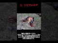 【閲覧注意】グロテスクすぎる虫3選 #shorts