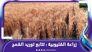 وكيل زراعة القليوبية : زراعة 39164 فدان قمح هذا العام