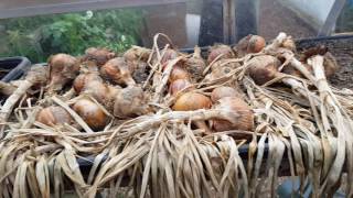 Allotment update July 2016