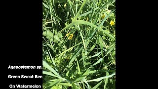 Sweat bee foraging on watermelon (Agapostemon sp.)