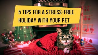 5 Tips for a stress-free holiday with your pet