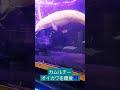 アルビノカムルチーの食事 オイカワを爆食!