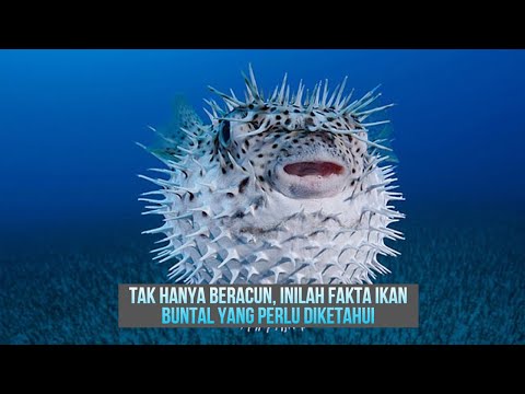 Video: Yang Harus Anda Ketahui Sebelum Mendapatkan Puffer Landak