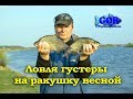 Весенняя ловля  густеры на ракушку