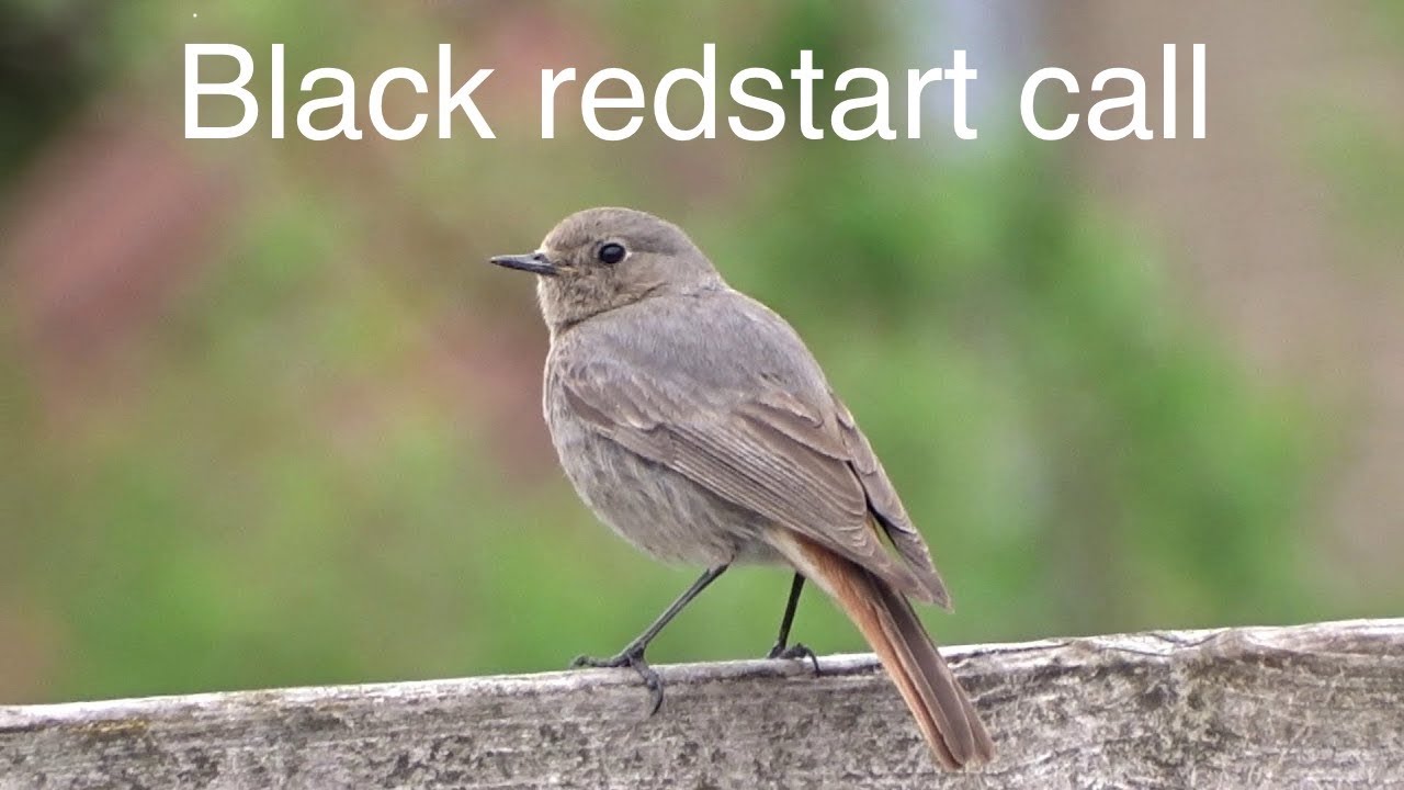 Black Redstart Call