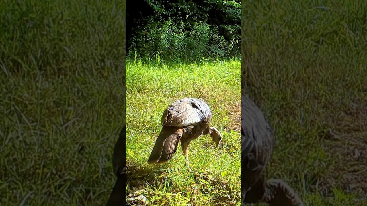 Close-up of Wild Turkey Jake Yelping