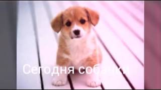 Картинки про собачек Картинки про собачек