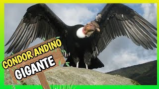 Condor Andino Cazando El Ave Gigante Del Mundo