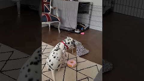 Funny Dalmatian puppy! #shorts #dalmatianpuppy #newpuppy #puppyreveal