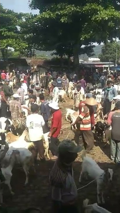 pasar hewan ajibarang banyumas jawa tengah