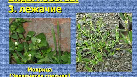 Вегетативные органы растений.AVI