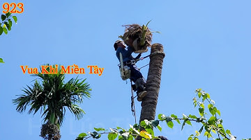 Làm sao để Vua Khỉ cùng em Cường cưa hạ cây Dừa nghiêng , ở chỗ chật hẹp ? Cutting coconut trees .