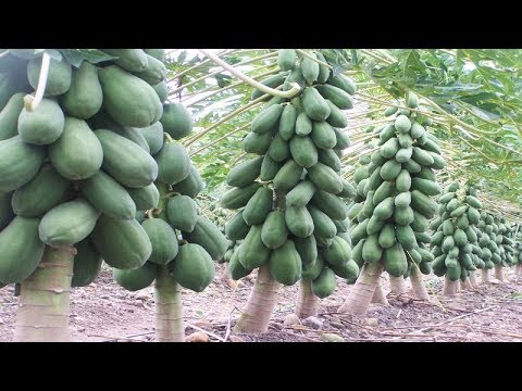 Video: Euscaphis Plant Care - Ինչպես աճեցնել կորեական սիրելի ծառը