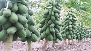 your fruit trees will produce 10 times more fruits if you do this