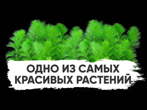 Видео: Лимнофила усан ургамал: Цөөрөм, аквариумд зориулсан лимнофила сортууд