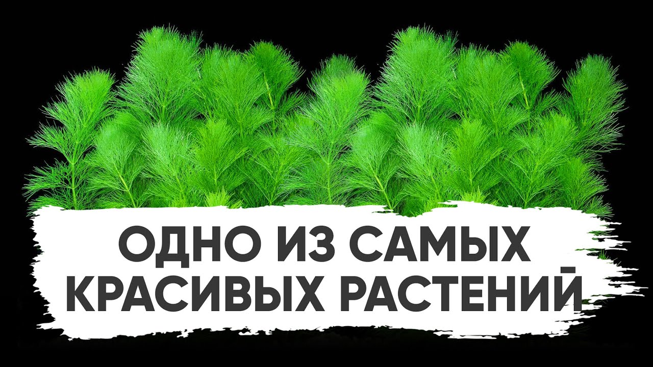 Амбулия водная. Лимнофила водная (Limnophila aquatica)