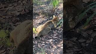 Frankie Bobcat says, &quot;Oh, these spices smell sooo good!&quot;