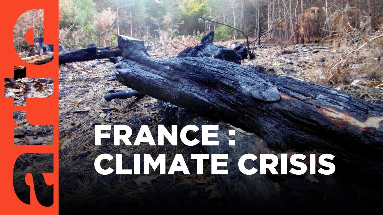 The Vosges Forest Under Threat I ARTE Documentary