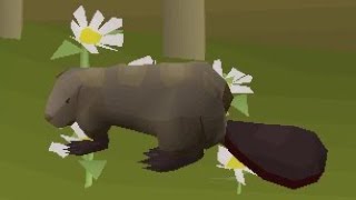Pets are Genious - OSRS
