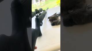 Hunting route / SR1000s Air rifle / always best gun for hunting