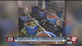 Tampa man arrested for marijuana grow house operation