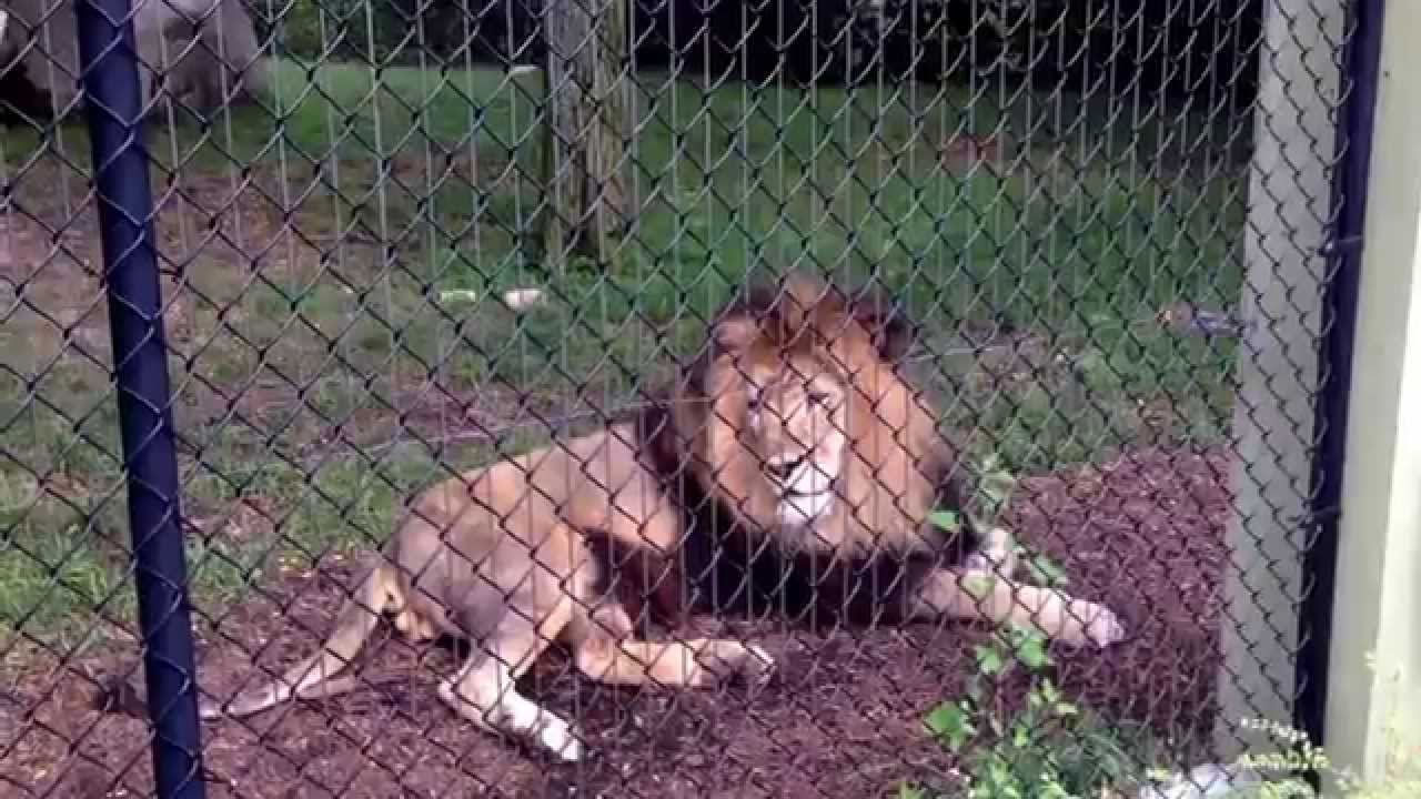 Indianapolis Zoo The Lion Area YouTube