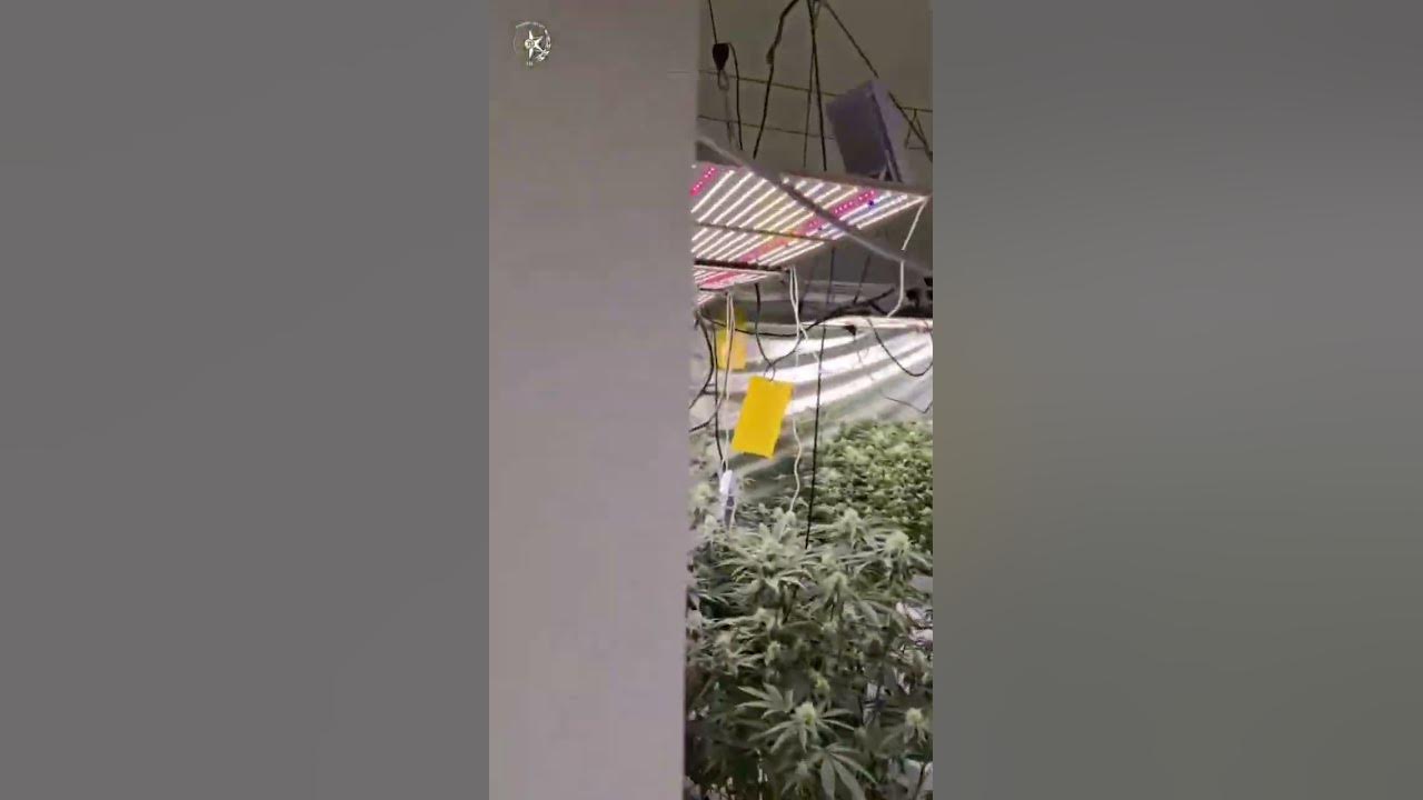 הפשיעה בלב חיפה: דירה נחשפה כמעבדת סמים בפשיטה משטרתית ונתפסו מאות שתילים ו-100 ק"ג סם מסוג מריחואנה