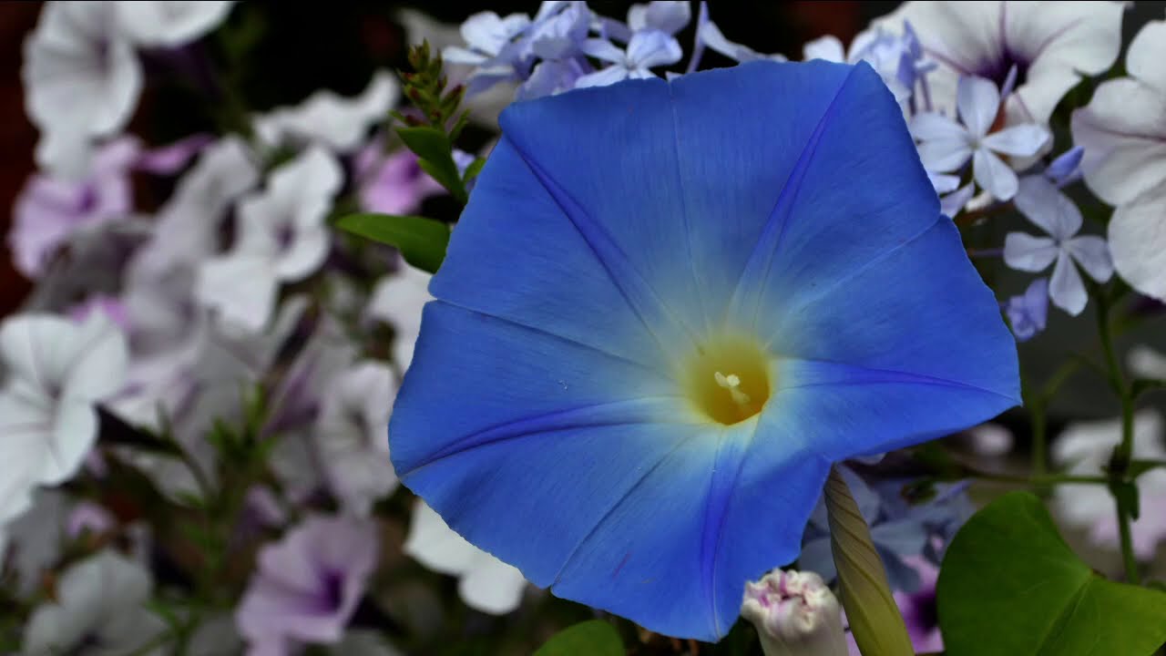 Blind Trust - Sonata for Piano and Flute in Three Parts - Lyrical Instrumental