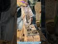 Hufschmiedearbeiten: Beschneiden von Eselhufen