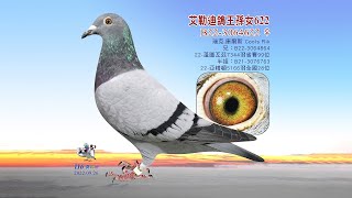 【庫爾斯】B22-3064622