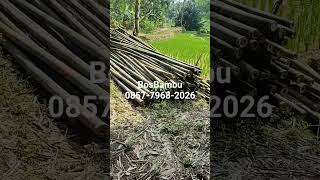 BAMBU APUS SUPER COCOK UNTUK STEGER BANGUNAN SIAP KIRIM SAMPAI LOKASI ‼️