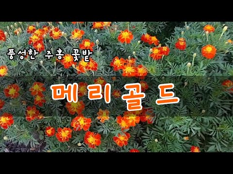 메리골드(금잔화)키우기.풍성한 꽃은 메리골드꽃차와 메리골드 오일에 이용해요. Marigold flowers for tea and oil