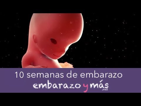 Video: Décima Semana De Embarazo