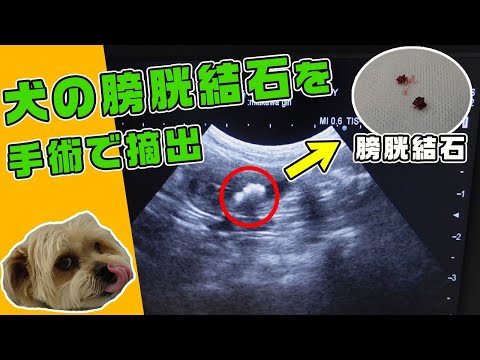 犬の膀胱結石